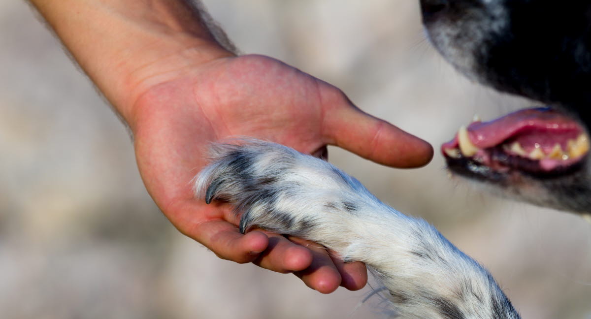 Comment se déroule l’euthanasie du chien? Agria Assurance pour animaux