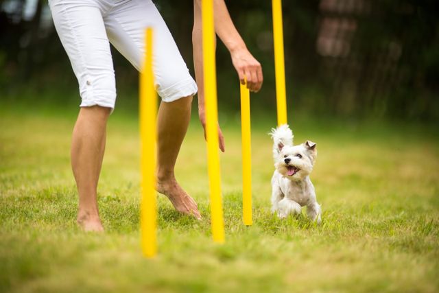 Chien qui s'entraîne