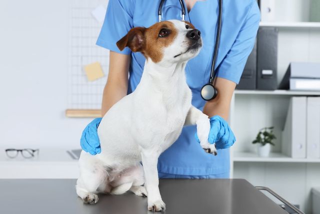 Chien chez le vétérinaire.