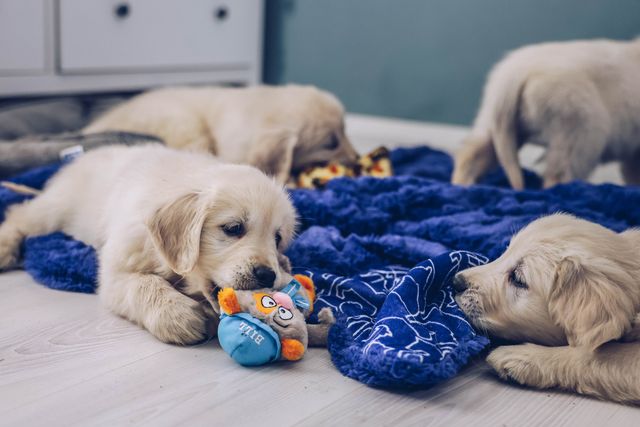 Quatre chiots jouent.