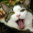 Un chat la gueule ouverte montrant sa langue. Il miaule