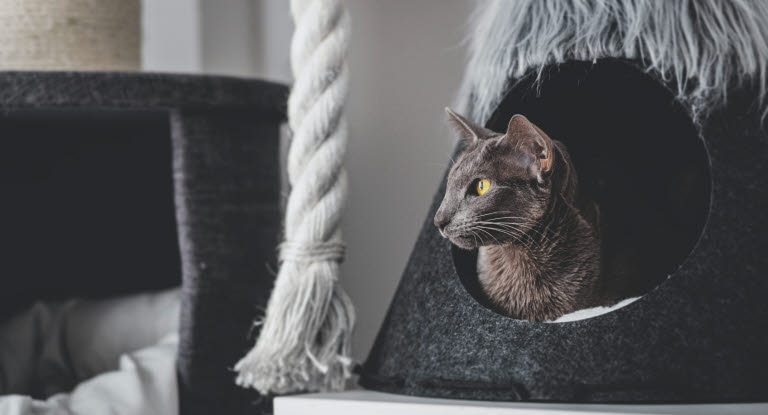 Chat dans un arbre à chat 