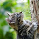 Un chaton grimpe à l'arbre