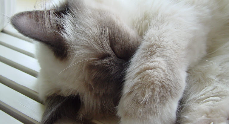 Un chat allongé avec la patte lui couvrant le museau