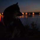 Silhouette d'un chien dans la nuit