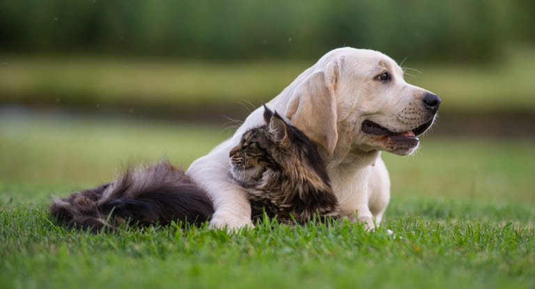 Chat et chien couchés côte à côte dans l'herbe