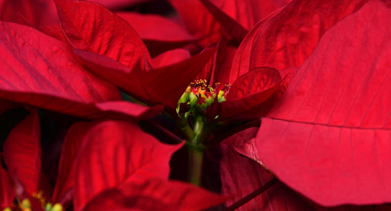 Poinsettia rouge en gros plan