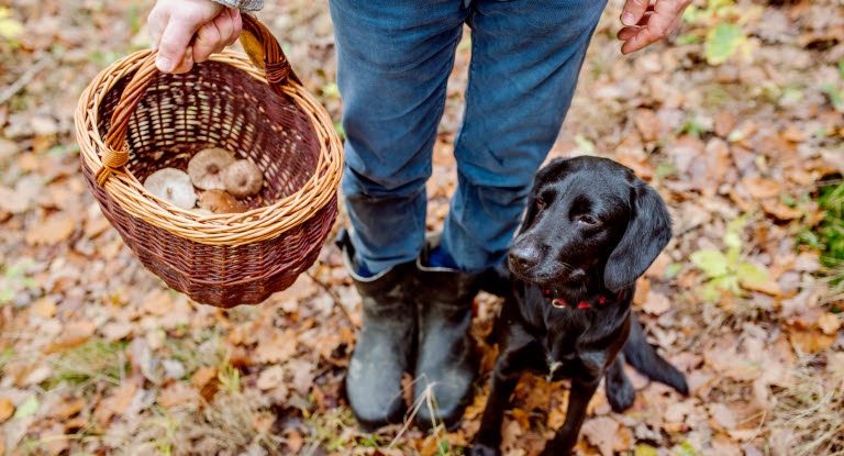 Chien noir avec son maître qui tient un panier de champignons dans la forêt