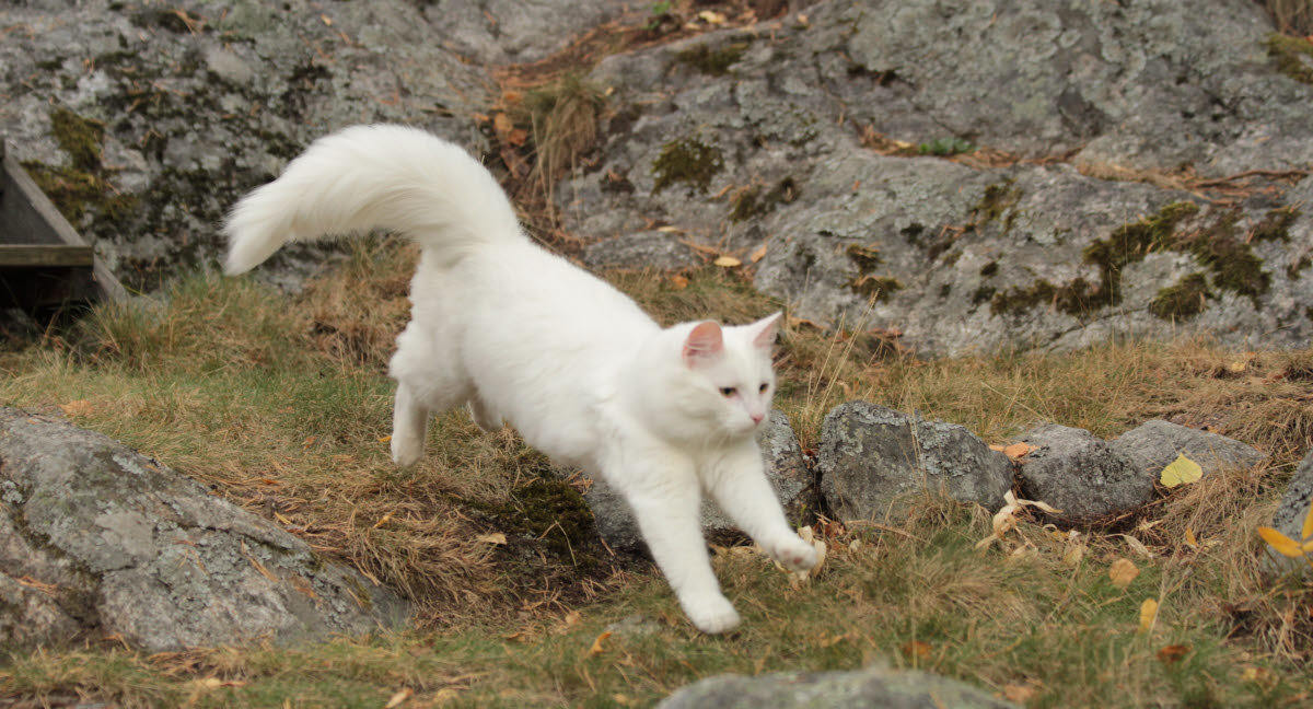 Pourquoi Les Chats Retombent Sur Leurs Pattes Agria Assurance Pour Animaux