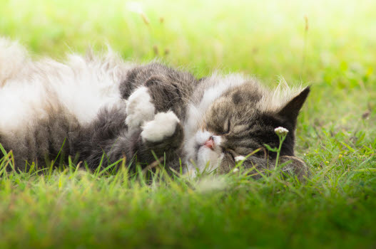 Chat allongé dans l'herbe