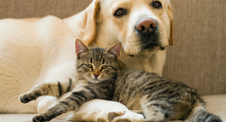 chien et chat enlacés