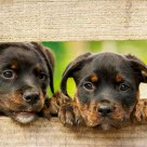 chiots rottweiler