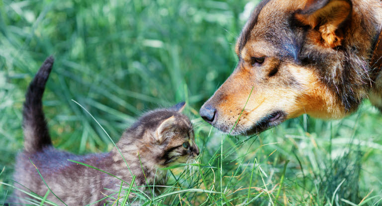 chaton et chien dans l'herbe