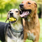 Deux chiens en train de jouer dont l'un avec une balle dans la gueule