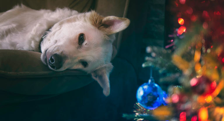 chien triste près du spin de Noël