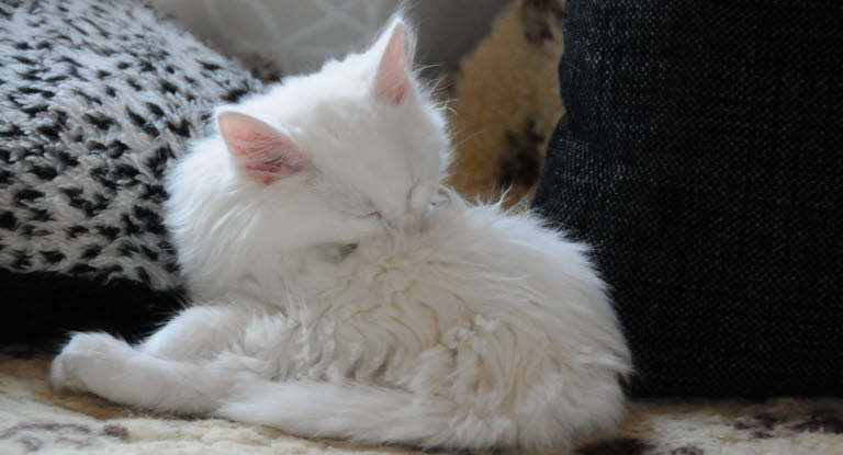 Un chat blanc couché entrain de se lécher