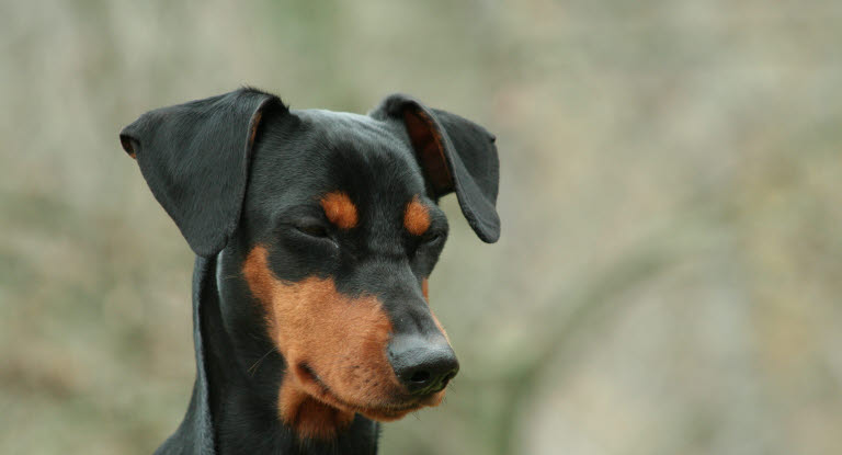 Un chien avec les oreilles levées et fermant les yeux