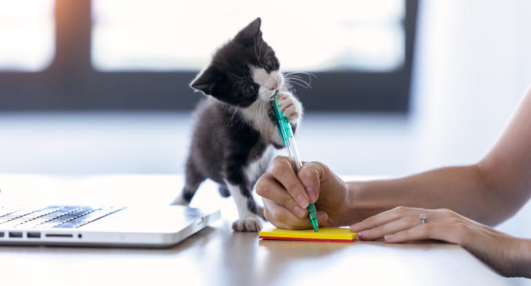 chaton jouant avec un stylo dans la main d'une femme