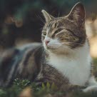 Chat allongé dans l'herbe