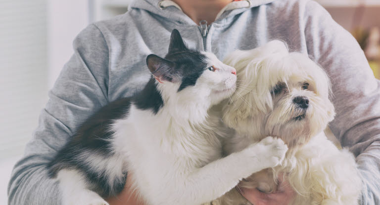 chat et chien qui cohabitent 