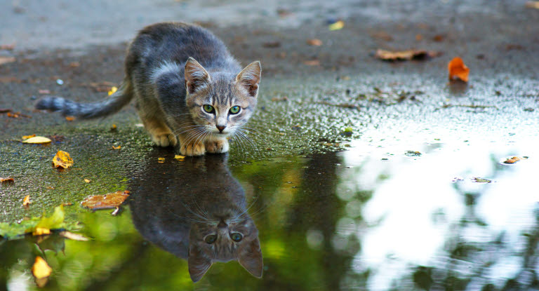 Un chaton près d'une flaque d'eau