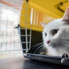 Chat blanc couché dans sa cage de transport