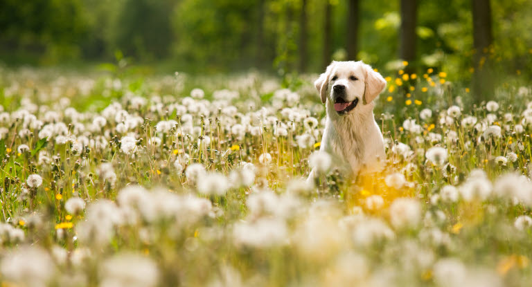 Chien dans un champ de fleurs