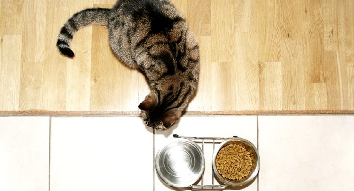 Pourquoi Mon Chat Ne Mange Pas Agria Assurance Pour Animaux