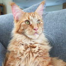 Main Coon roux