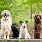 4 chiens, races, tailles et âges différents