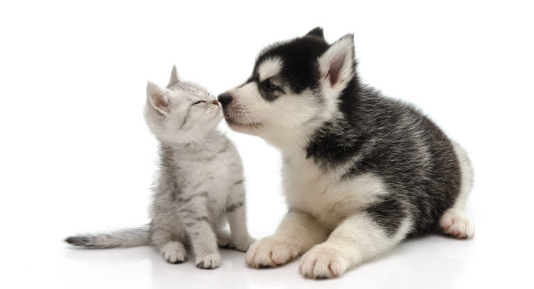 Chat et chien se font un bisou