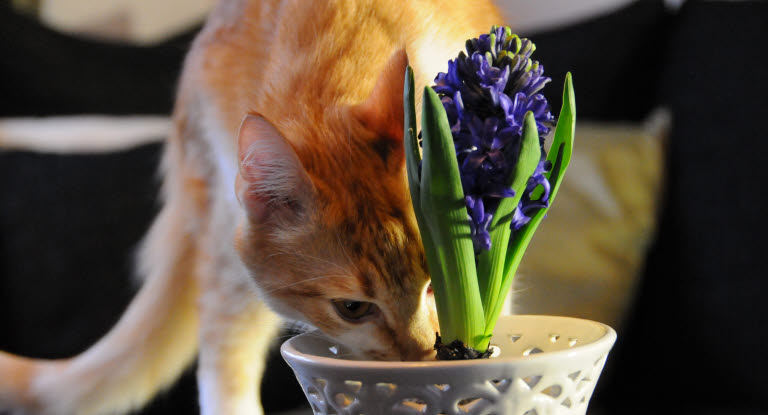 Un chat roux avec la truffe dans un pot de fleur