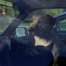 Chien enfermé dans une voiture qui regarde dehors