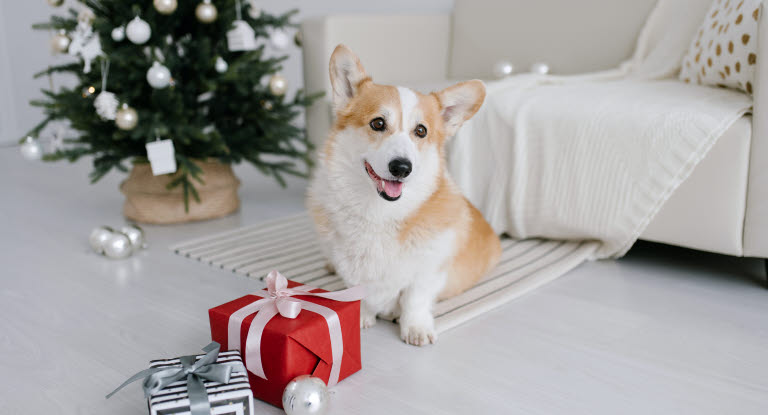 Corgi devant un cadeau de Noël