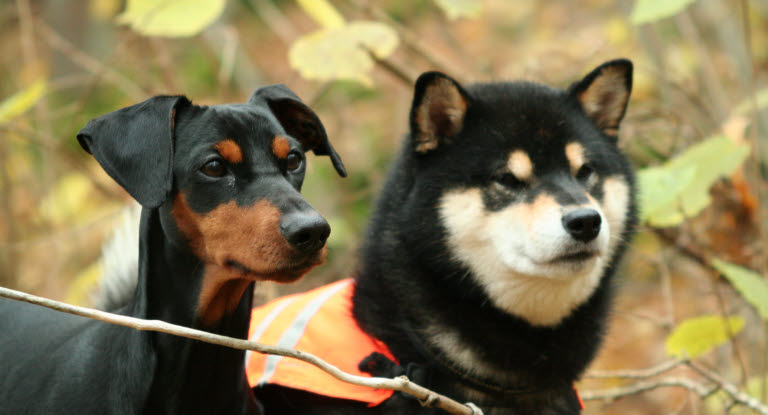 Deux chiens de race différente côte à côte dans les bois