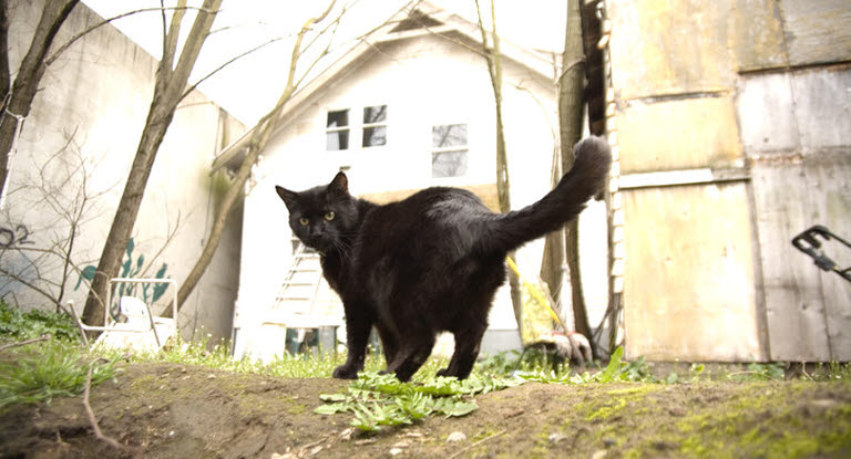 Un chat noir faisant le dos rond