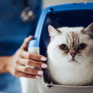 Chat chez le vétérinaire dans sa caisse de transport
