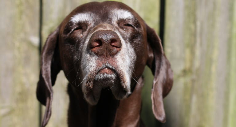 Le cœur du chien - Agria Assurance pour animaux