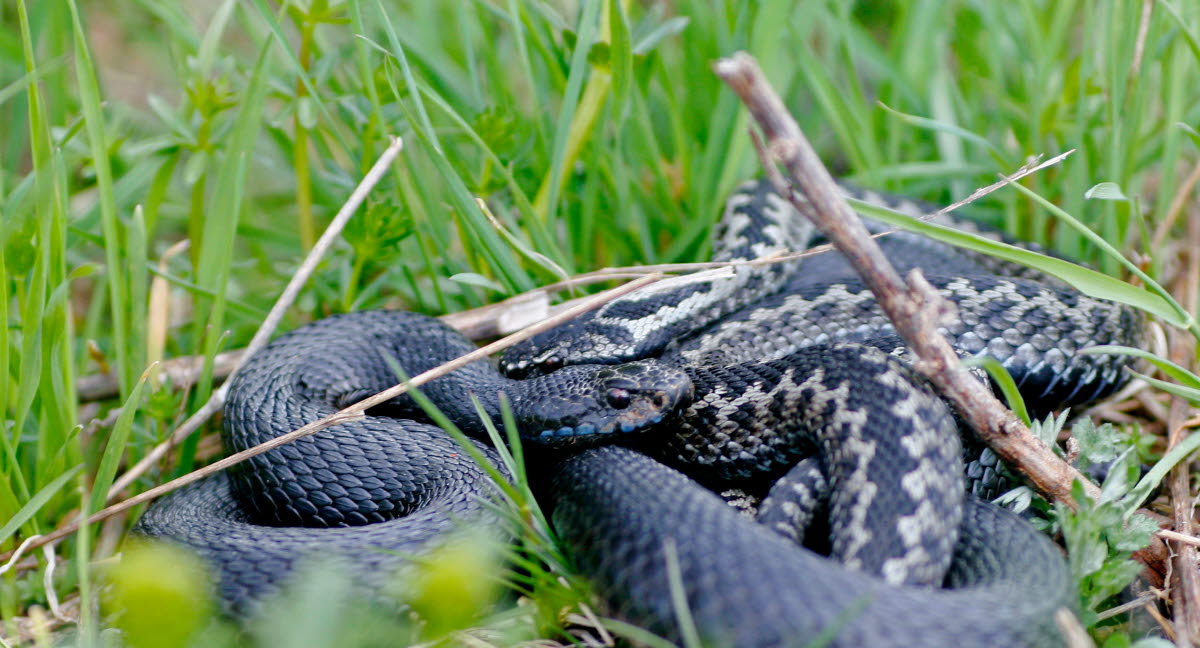 Que Faire Si Mon Chat S Est Fait Mordre Par Un Serpent Agria Assurance Pour Animaux