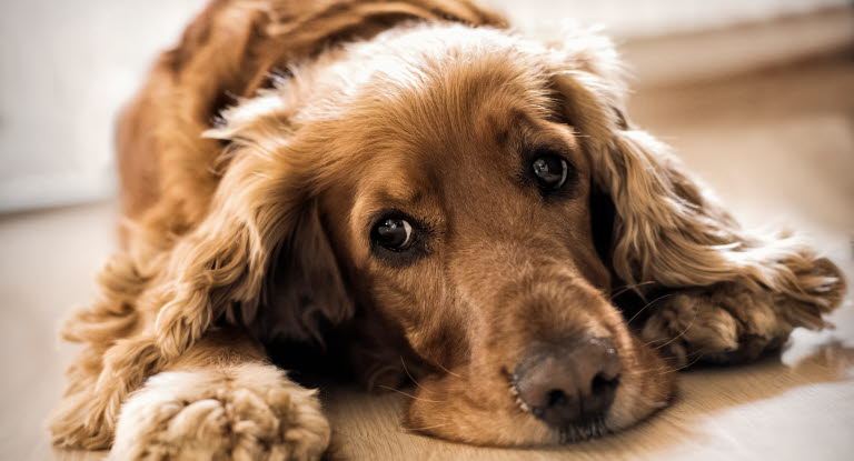 Troubles digestifs du chien - Agria Assurance pour animaux