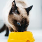 Un chat entrain de manger dans sa gamelle