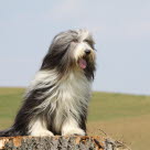 Chien Bearded Collie assit