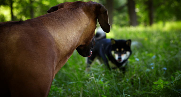 Castrer votre chien - Agria Assurance pour animaux