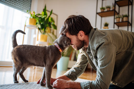 chat qui fait une caresse de tête à son propriétaire