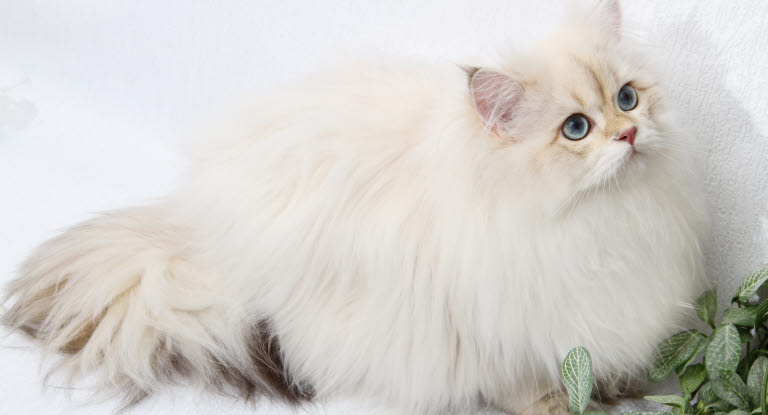 british longhair blanc aux poils longs