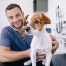 Chien blanc et brun chez le vétérinaire