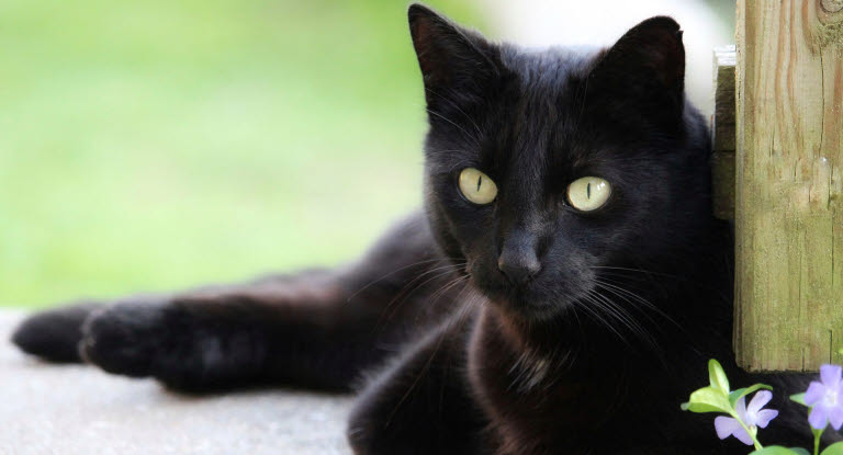 Chat noir avec de grands yeux verts