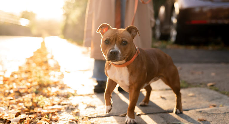 chien staffie en laisse sous le soleil