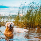 Chien dans une rivière