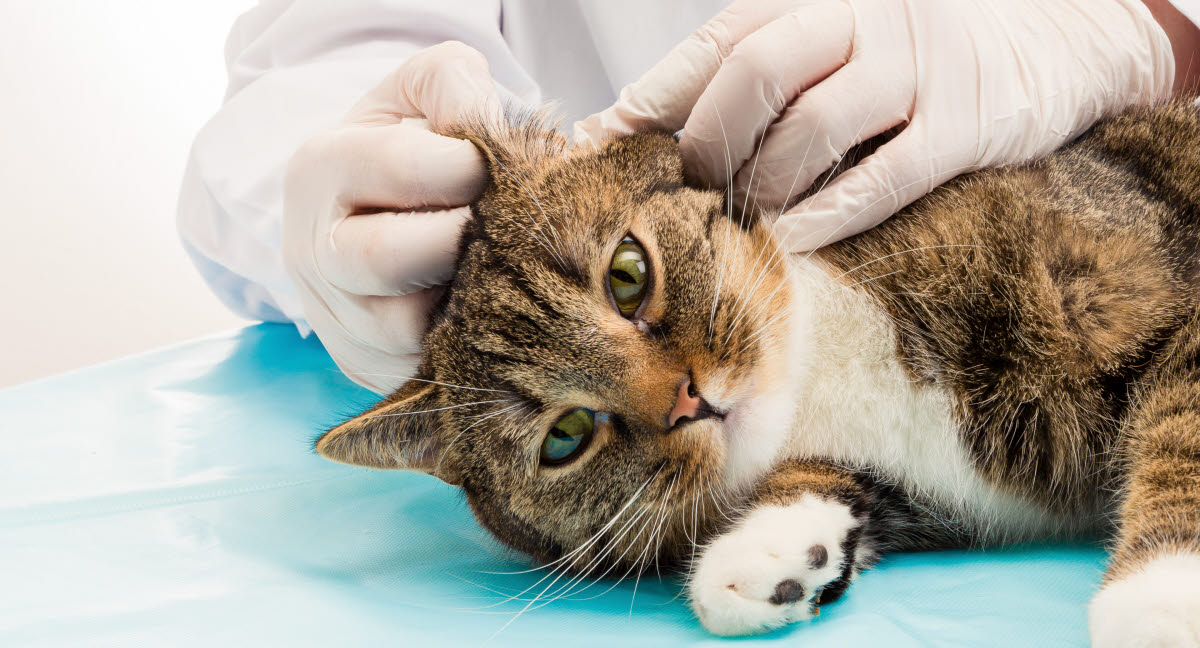 L'otite chez le chat : symptômes et traitements